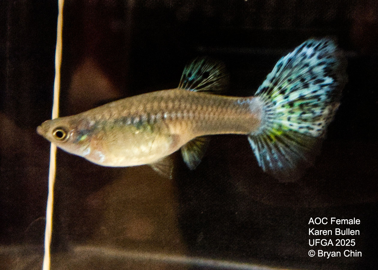 Guppy Female  Green Variegated